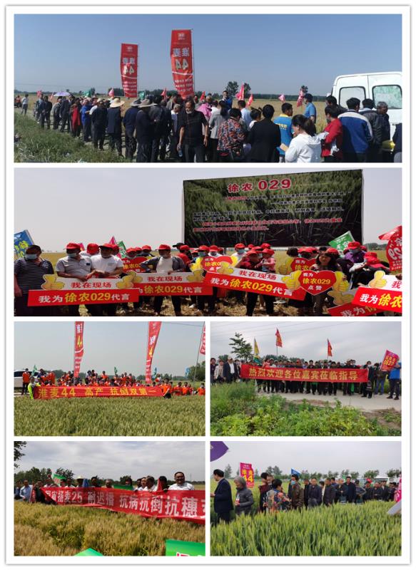 皖墾種業(yè)啟動(dòng)2020年小麥種子營(yíng)銷工作