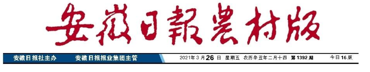 玉米市場看好，如何選購品種？