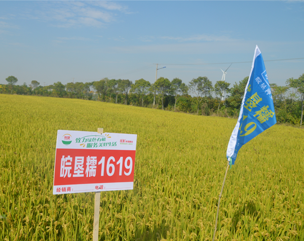 皖墾糯1619