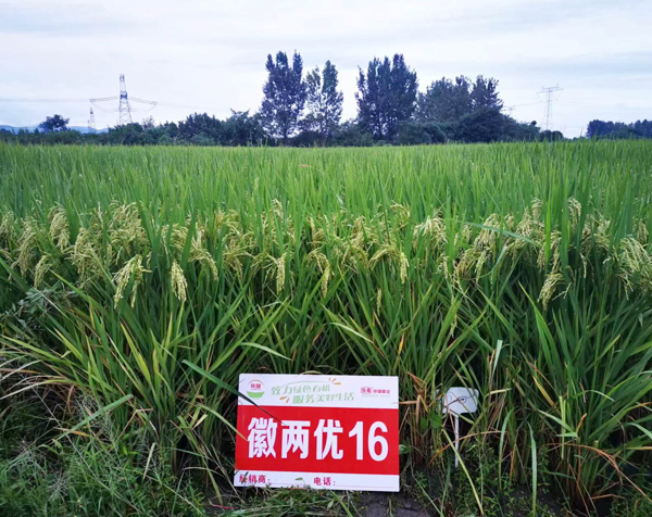 徽兩優(yōu)16