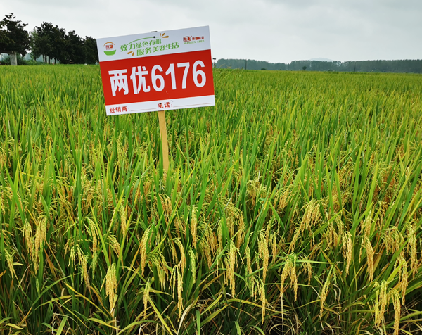 兩優(yōu)6176